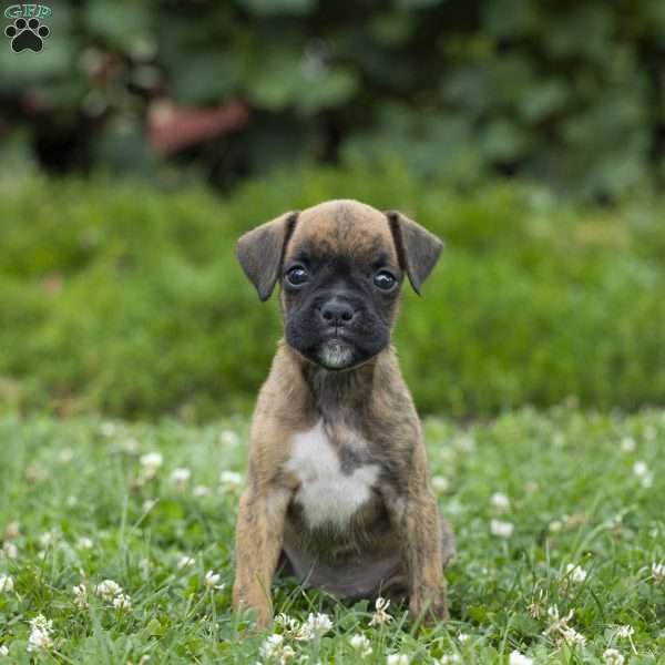 Bobbie, Boxer Puppy